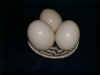 ostricheggs.jpg (143270 bytes)